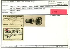 Karteikarte zum Syntyp von Rotalia speciosa Karrer, 1865